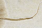 Gorgeous, Fossil Stingray (Heliobatis) - Wyoming #113277-3